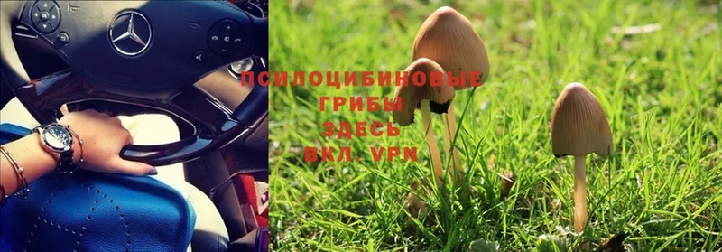 Галлюциногенные грибы MAGIC MUSHROOMS Черемхово